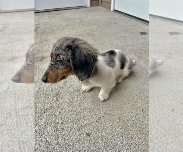 Medium Photo #2 Dachshund Puppy For Sale in STAFFORD, VA, USA
