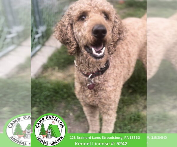 Medium Photo #1 Goldendoodle Puppy For Sale in Stroudsburg, PA, USA