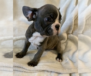 French Bulldog Puppy for sale in JOHNS ISLAND, SC, USA