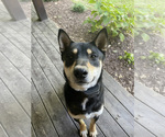 Small Photo #1 Shiba Inu Puppy For Sale in NEW ATHENS, IL, USA