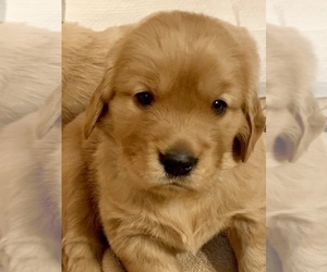 Golden Retriever Puppy for sale in OKLAHOMA CITY, OK, USA