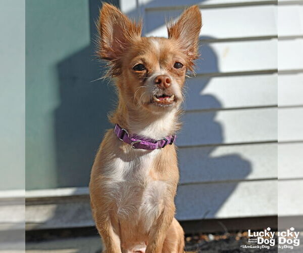 Medium Photo #7 Chihuahua-Unknown Mix Puppy For Sale in Washington, DC, USA