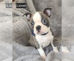Small #5 Boston Terrier