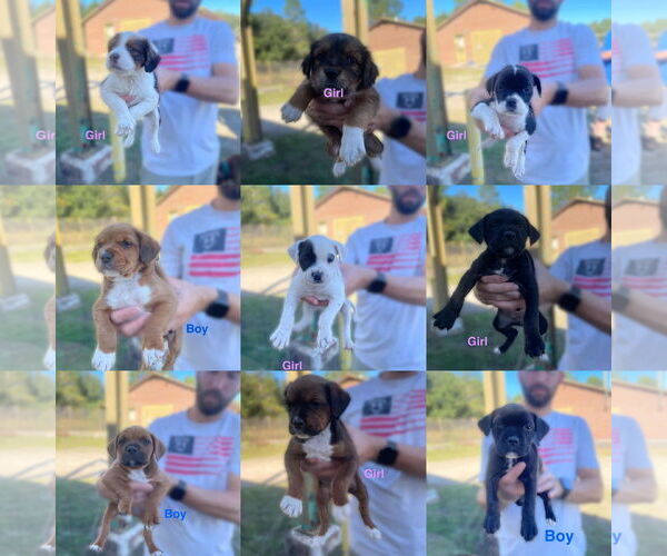 Medium Photo #1 Australian Shepherd-Unknown Mix Puppy For Sale in Jackson Township, NJ, USA