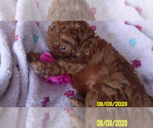 Poodle (Toy) Puppy for sale in DULUTH, GA, USA