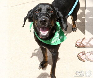 Labrador Retriever-Unknown Mix Dogs for adoption in Washington, DC, USA