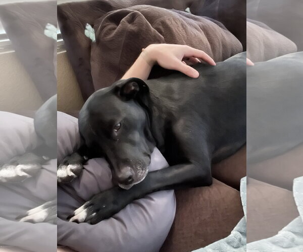 Medium Photo #2 Labrador Retriever-Unknown Mix Puppy For Sale in Fort Collins, CO, USA