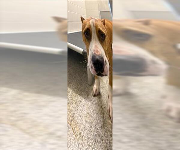 Medium Photo #1 American Pit Bull Terrier Puppy For Sale in Houston, TX, USA