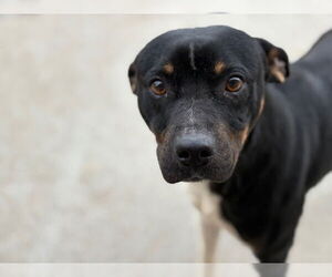 Mutt Dogs for adoption in Tulsa, OK, USA