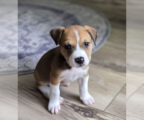 Medium Photo #1 Labrador Retriever Puppy For Sale in The Woodlands, TX, USA