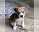 Small Labrador Retriever