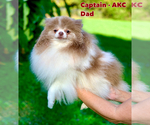 Small Photo #7 Pomeranian Puppy For Sale in BUFORD, GA, USA
