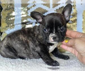 French Bulldog Puppy for sale in BOSTON, MA, USA