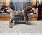Small Photo #25 German Shorthaired Pointer Puppy For Sale in ALBEMARLE, NC, USA