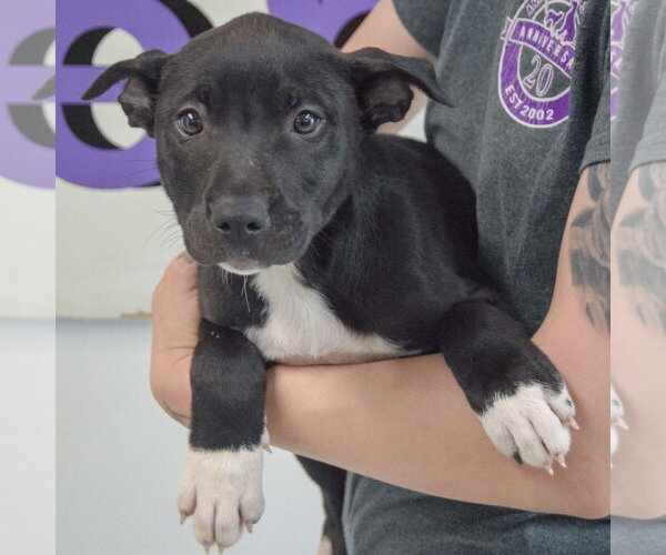 Medium Photo #4 American Staffordshire Terrier-Unknown Mix Puppy For Sale in Huntley, IL, USA
