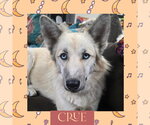 Crue - Female Mutt Dog for Adoption - Small photo