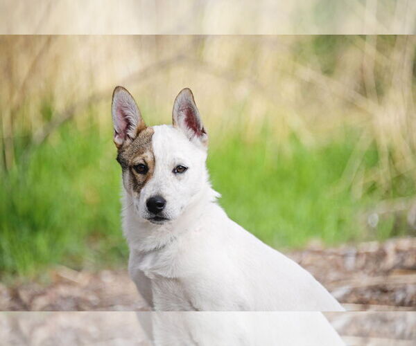 Medium Photo #7 Huskies -Unknown Mix Puppy For Sale in Sandy, UT, USA