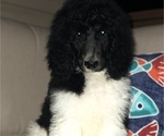 Small Photo #7 Poodle (Standard) Puppy For Sale in BELLA VISTA, AR, USA