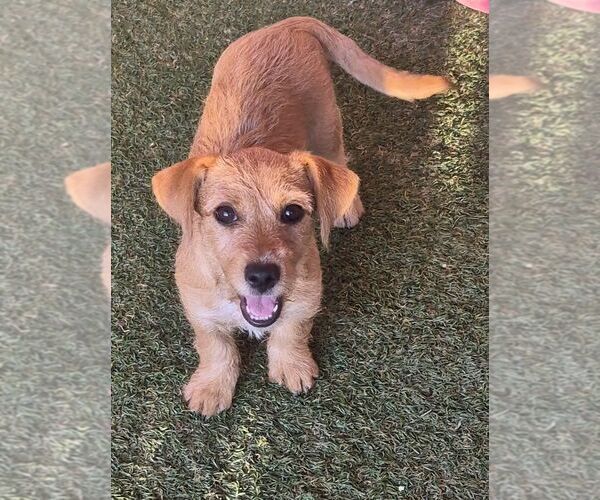 Medium Photo #2 Mutt Puppy For Sale in Carrollton, TX, USA
