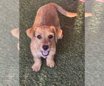 Small Photo #2 Mutt Puppy For Sale in Carrollton, TX, USA