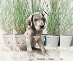 Small Photo #2 Great Dane Puppy For Sale in BIG CANOE, GA, USA