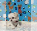 Small #2 Maltese