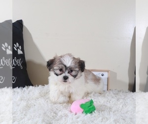 Zuchon Puppy for sale in MOUNT VERNON, OH, USA