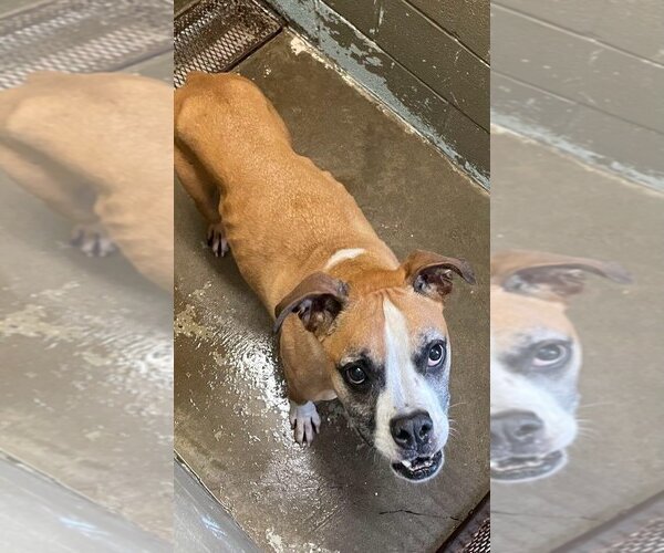 Medium Photo #16 Boxer Puppy For Sale in Burnsville, MN, USA