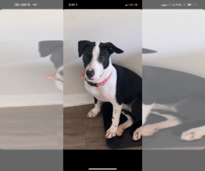 Mutt Puppy for sale in ATLANTA, GA, USA