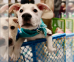 Small Huskies -Labrador Retriever Mix