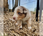 Small Photo #39 Australian Shepherd Puppy For Sale in SMITHS GROVE, KY, USA