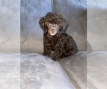 Small Photo #15 Poodle (Toy) Puppy For Sale in HAYWARD, CA, USA