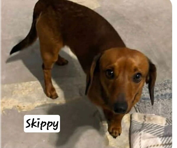 Medium Photo #1 Dachshund Puppy For Sale in Foristell, MO, USA