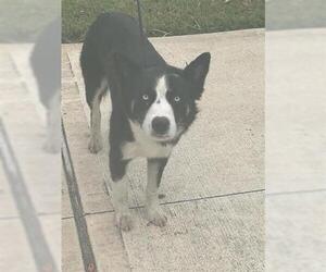 Huskies -Unknown Mix Dogs for adoption in Houston, TX, USA