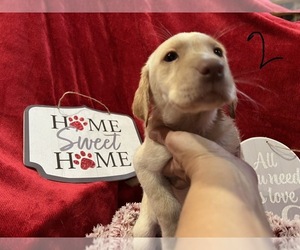 Labrador Retriever Puppy for sale in SUMMERFIELD, NC, USA