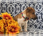 Small Photo #6 Australian Cattle Dog-Jack Russell Terrier Mix Puppy For Sale in LAKELAND, FL, USA