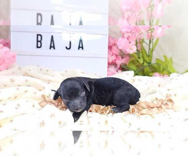 Medium Photo #1 Poodle (Toy) Puppy For Sale in COLLEGE STA, TX, USA