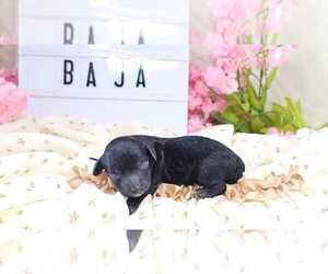 Poodle (Toy) Puppy for sale in COLLEGE STA, TX, USA