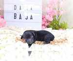 Image preview for Ad Listing. Nickname: BAJA