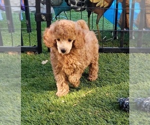 Poodle (Miniature) Puppy for sale in PIONEER, CA, USA