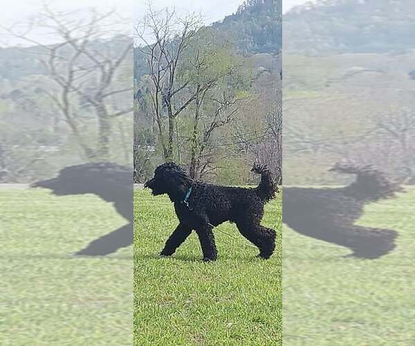 Medium Photo #1 Labradoodle Puppy For Sale in CANTON, NC, USA