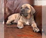 Small #5 Cane Corso