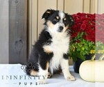 Biscuit - Female Miniature Australian Shepherd Puppy for Sale - Photo #4