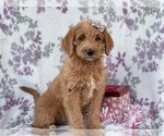 Small Photo #8 Labradoodle Puppy For Sale in LAKELAND, FL, USA