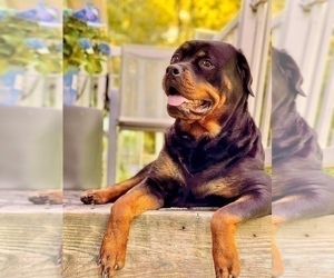 Mother of the Rottweiler puppies born on 06/16/2022