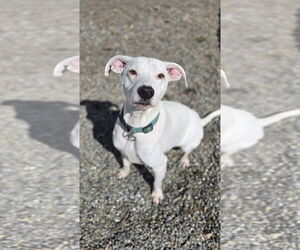 Mutt Dogs for adoption in Rockaway, NJ, USA