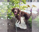 Small #13 Australian Shepherd Mix