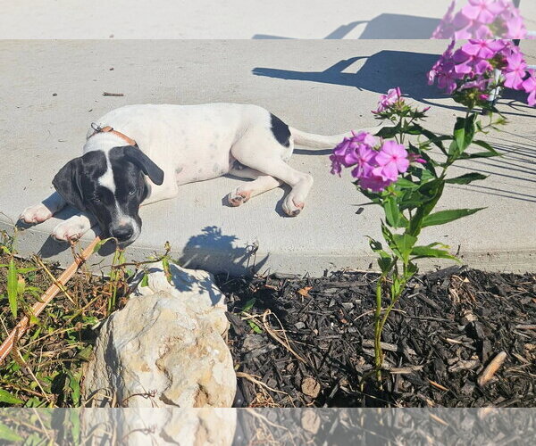 Medium Photo #5 Mutt Puppy For Sale in Sheboygan, WI, USA