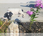 Small #4 Mutt