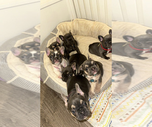 French Bulldog Litter for sale in OXNARD, CA, USA